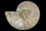 Agatized Ammonite Fossil (Half) - Madagascar #88262-1